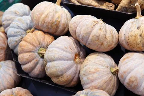 Asian Pumpkins background Stock Photos