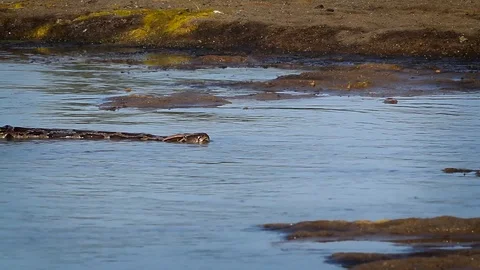 Asian Python in Bardia national park, Nepal Stockbeeldmateriaal 90368239