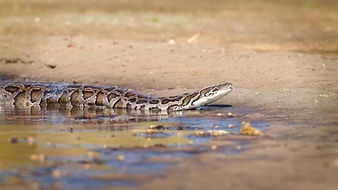 Asian Python in Bardia national park, Nepal Stock Footage 90368356