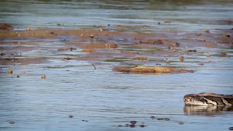 Asian Python in Bardia national park, Nepal Stock Footage 90368572
