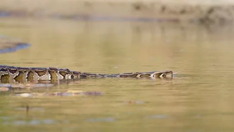 Asian Python in Bardia national park,  in Nepal Photos