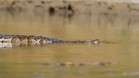 Asian Python in Bardia national park,  in Nepal 写真素材