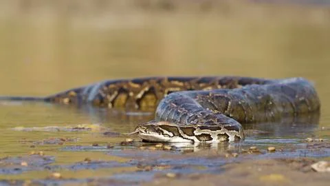 Asian Python in Bardia national park,  in Nepal 스톡 사진