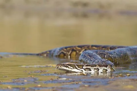 Asian Python in Bardia national park,  in Nepal 写真素材