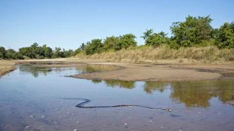 Asian Python in Bardia national park,  in Nepal Stock Photos