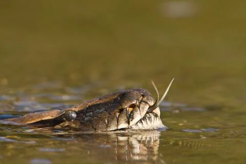 Asian Python in Bardia national park,  in Nepal Stockfoto's