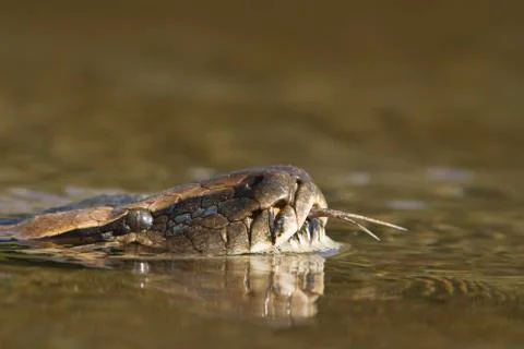 Asian Python in Bardia national park,  in Nepal 写真素材