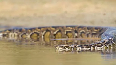 Asian Python in Bardia national park,  in Nepal Stock Photos