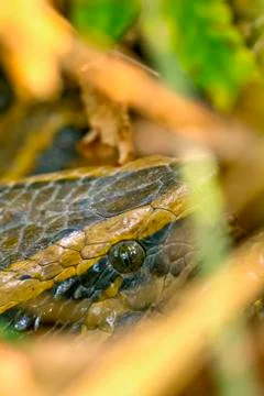 Asian Python, Royal Bardia National Park, Nepal Stock-Fotos