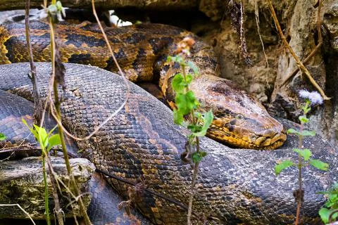 Asian Python, Royal Bardia National Park, Nepal Stock-Fotos