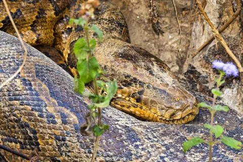 Asian Python, Royal Bardia National Park, Nepal Asian Python, Python molur... Stock-Fotos