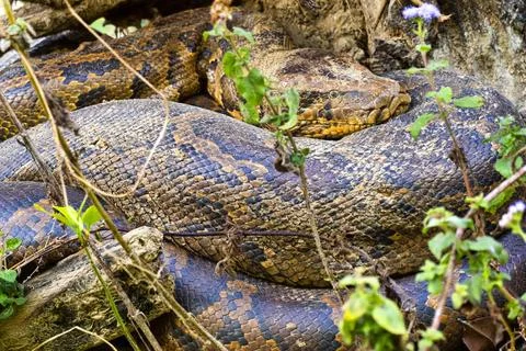 Asian Python, Royal Bardia National Park, Nepal Asian Python, Python molur... 写真素材