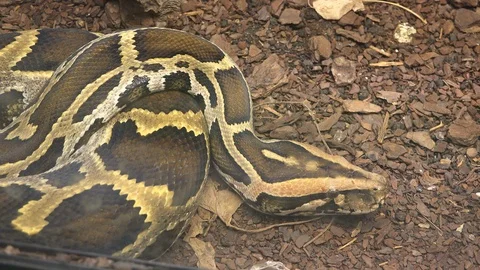 Asian python snake resting still on ground waits to attack prey by ambush Stock Footage 91847941
