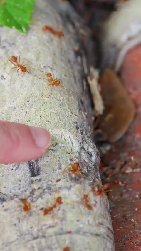 Asian Red Weaver Ants Crawling on Tree Root Near Human Finger Stock Footage 340135184