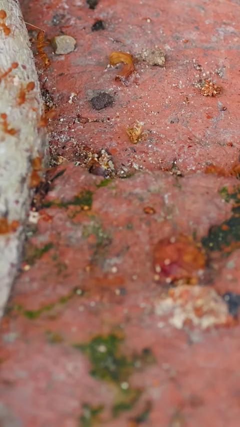 Asian Red Weaver Ants Crawling on Tree Root and Bricks Stock Footage 340869077