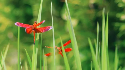 Asian Red-winged Dragonfly Stock Footage 98763953