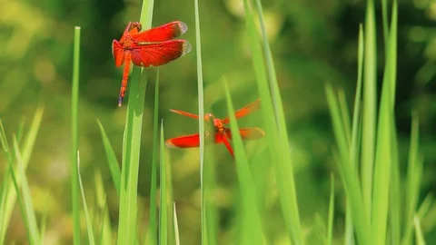Asian Red-winged Dragonfly Stock Footage 98763986