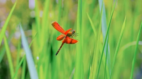 Asian Red-winged Dragonfly Stock-Footage 98797925