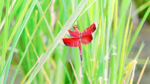 Asian Red-winged Dragonfly Stock Footage 98798919