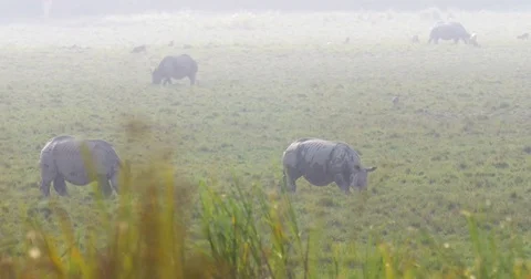 Asian Rhino grazing Stock Footage