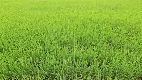 Asian rice field around mid-season Stock Footage 74612385