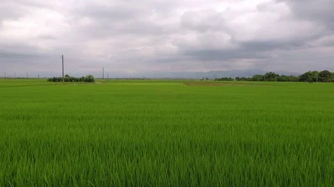 Asian rice field around mid-season Stock Footage 74644653
