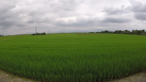 Asian rice field around mid-season Stock Footage 74645163