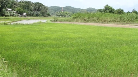 Asian Rice field Video stock 68085631