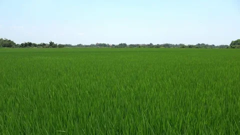 Asian rice field Stock Footage 75601930