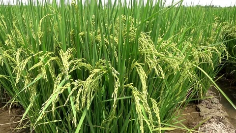 Asian rice field before harvest (closeup) Stock Footage