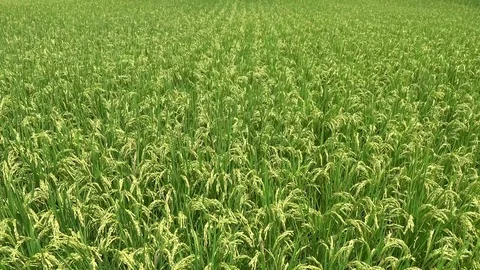 Asian rice field before harvest Stock Footage