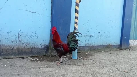Asian rooster crowing Stock Footage 327529396