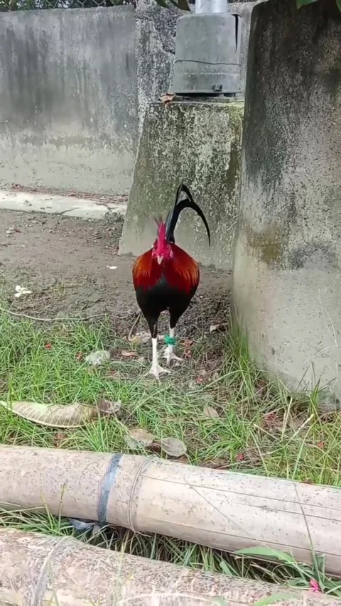 An Asian rooster is walking in the yard. Stock Footage 328090939