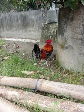 An Asian rooster is walking in the yard. Stock Photos