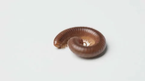 Asian rusty millipede or Trigoniulus Corallinus unfold itself. Stock Footage 157057586