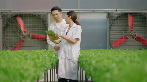Asian scientists work together to check the results of an organic vegetable Stock Footage 274377371