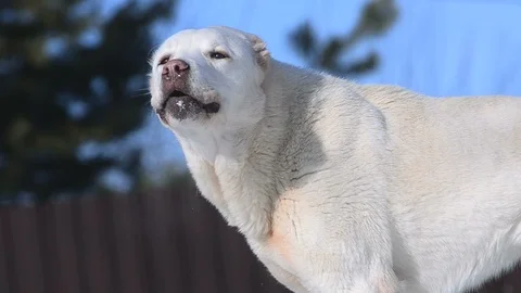 Asian shepherd barking Stock Footage 105446314