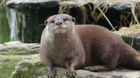 Asian short clawed otter calling Vídeo Stock 39629901