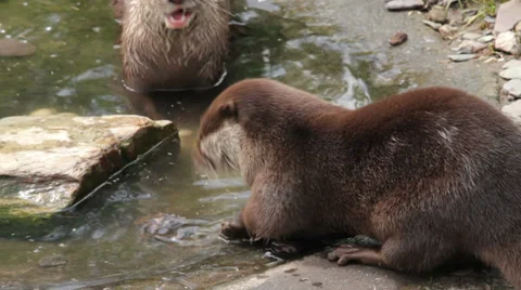 asian short clawed otter eating crab | Stock Video | Pond5