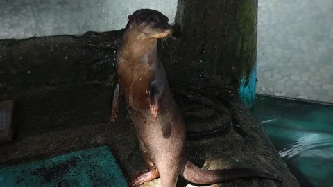 Asian Short Clawed Otter| Vídeos de archivo 119248745