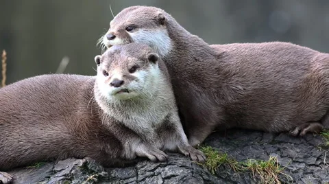 Asian Short-Clawed Otters 库存影片 67514628
