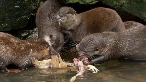 Asian small-clawed otter (Aonyx cinerea) Video stock 79731849