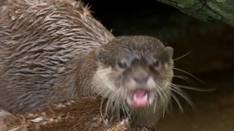 Asian small-clawed otter (Aonyx cinerea) Stock Footage 79752960