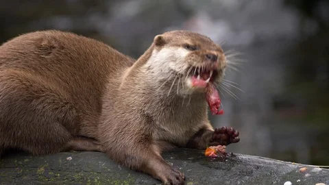 Asian small-clawed otter (Aonyx cinerea) eating prey Stock Footage 103114657