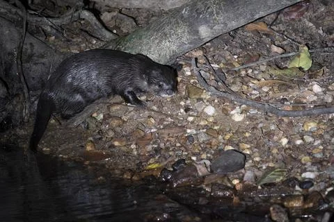 An Asian Small-clawed Otter in Asia, Malaysia. Stock Photos