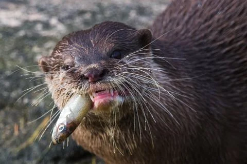 Asian small-clawed otter chewing Stock Photos