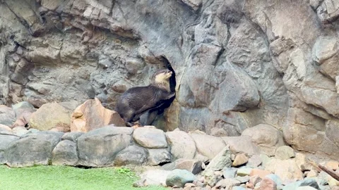 Asian small clawed otter exploring rocky cave entrance in natural habitat e.. Stock-Footage 333320595