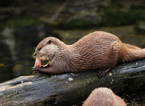 A asian small clawed otter lying on big tree trunk and eating small piece of  Stock Photos