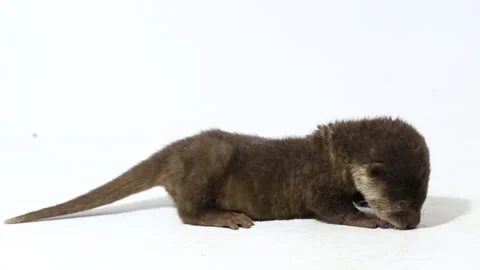 Asian small-clawed otter, the oriental small-clawed otter or simply small-clawed Stock Footage 220284363