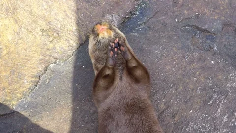 Asian small-clawed otter. Oriental Small-Clawed Otters 库存影片 241520087